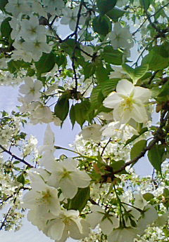 201004061318000.jpg